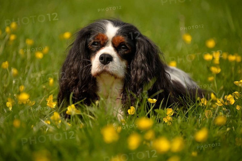 Cavalier King Charles Spaniel