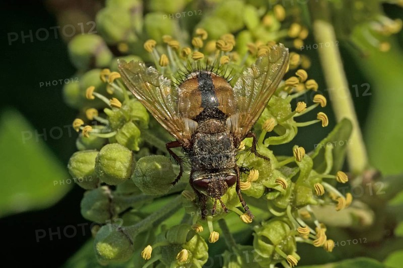 Tachina fera