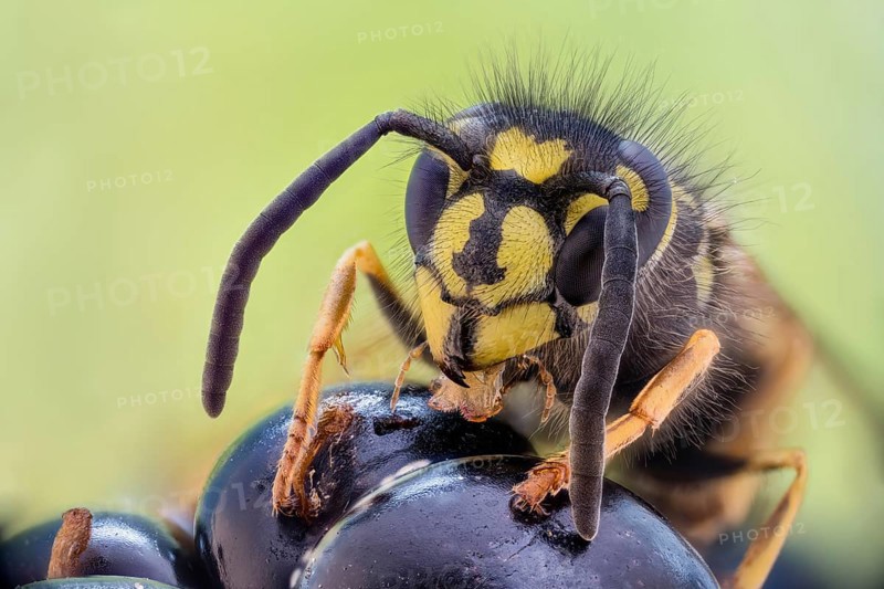 Common wasp
