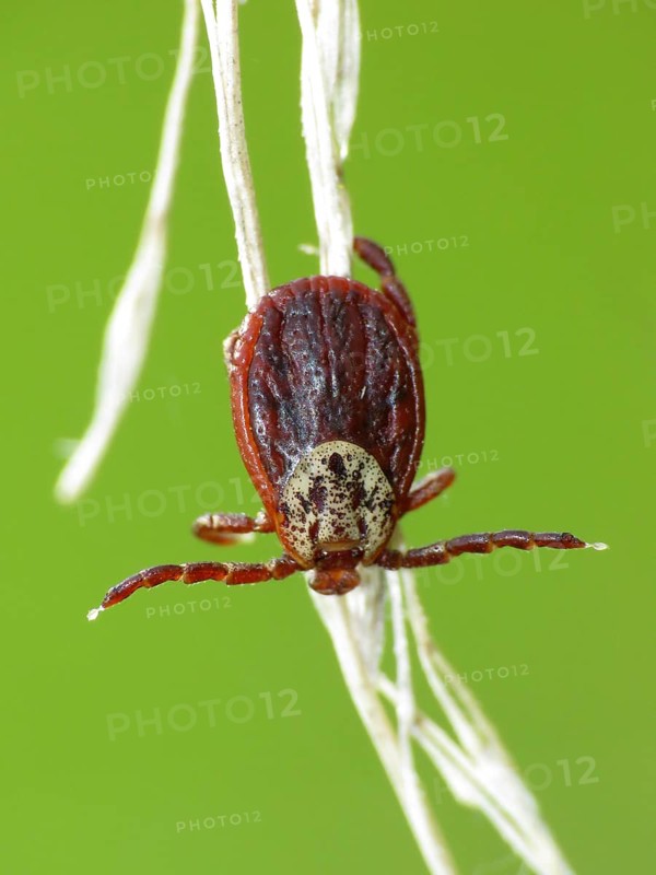 Alluvial Forest Tick