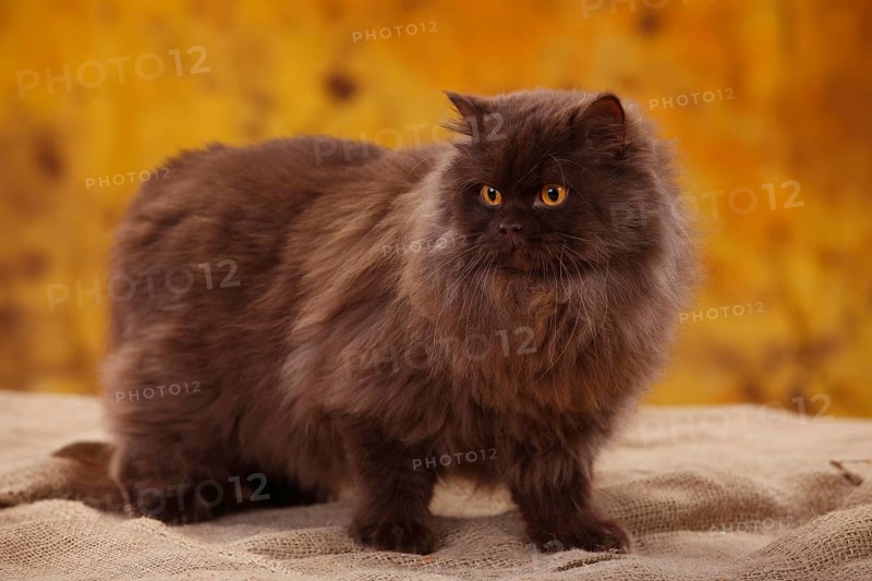British Longhair