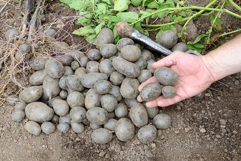 Potatoes