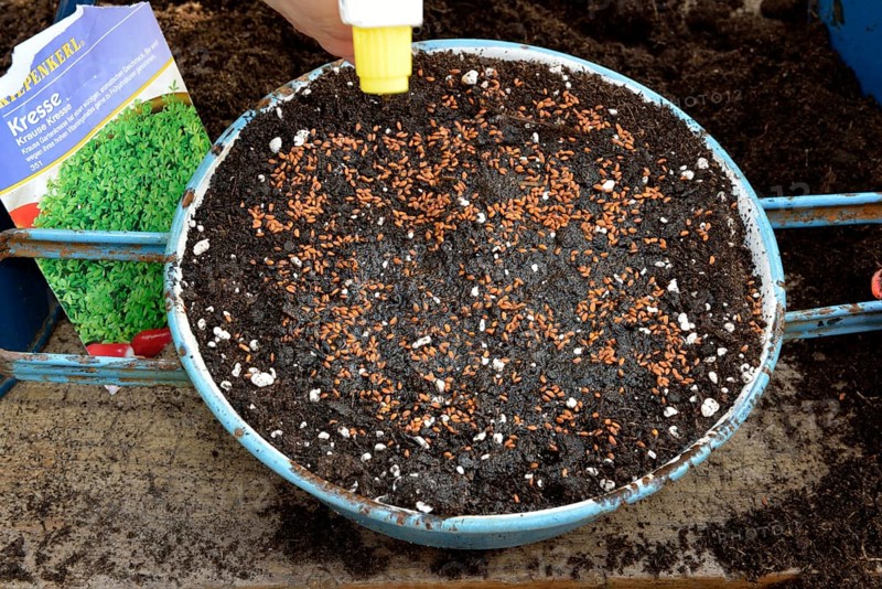 Garden cress