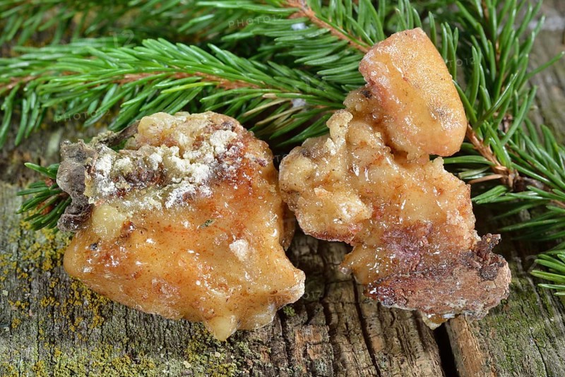 Spruce resin