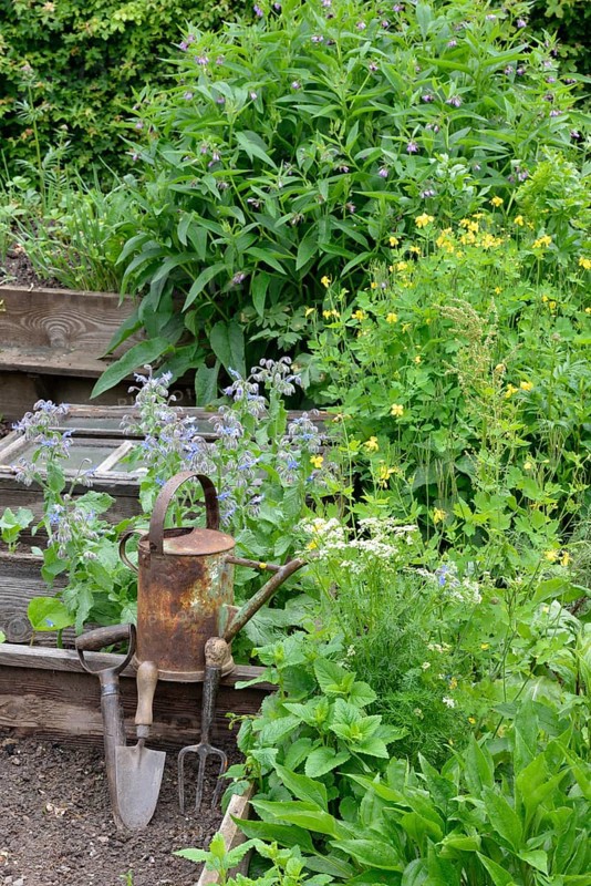 Comfrey and celandine