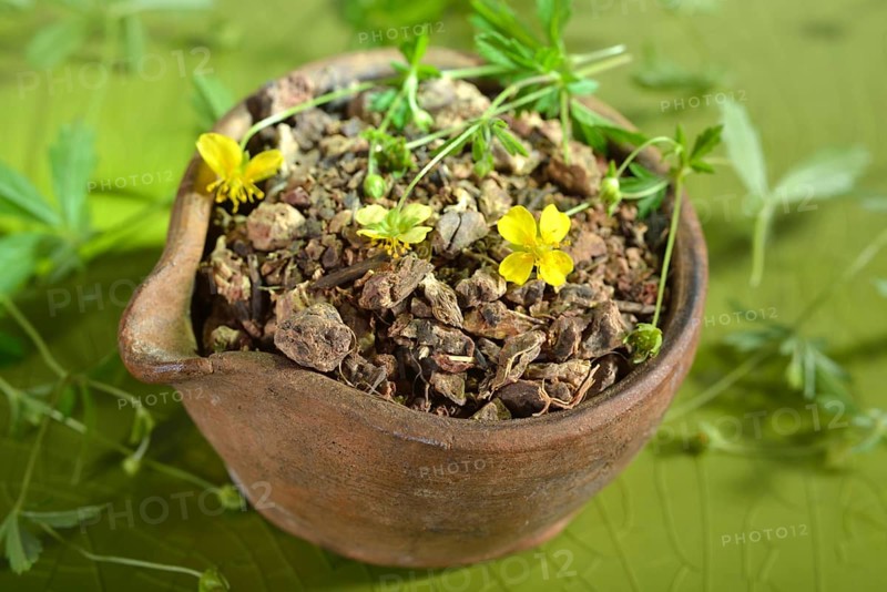 Potentilla erecta