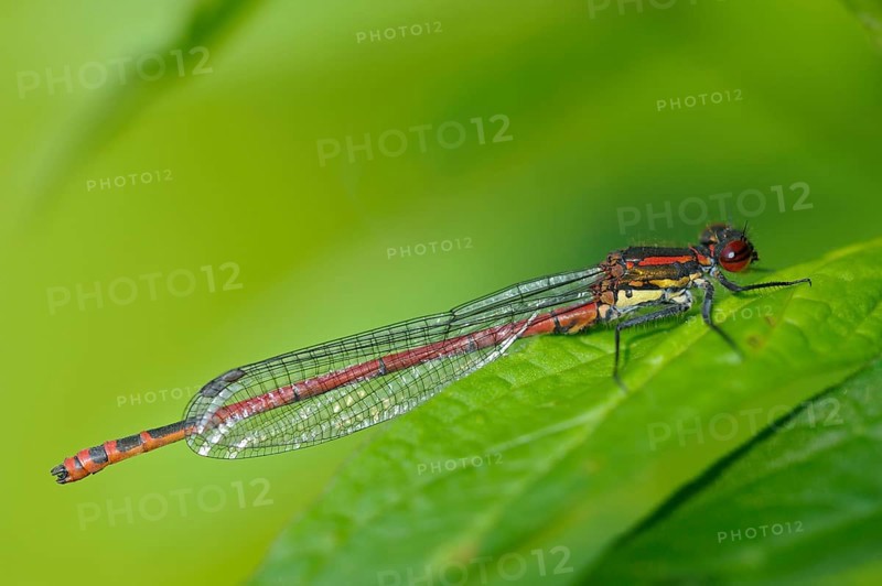 Early Adonis damselfly