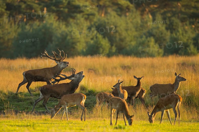 Red deer