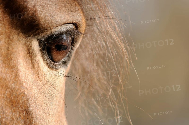 Arabian thoroughbred