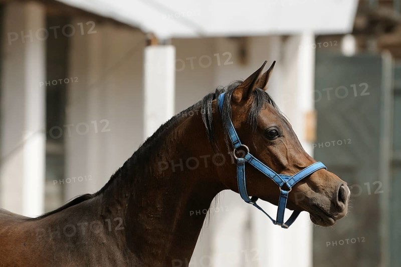 Arabian thoroughbred
