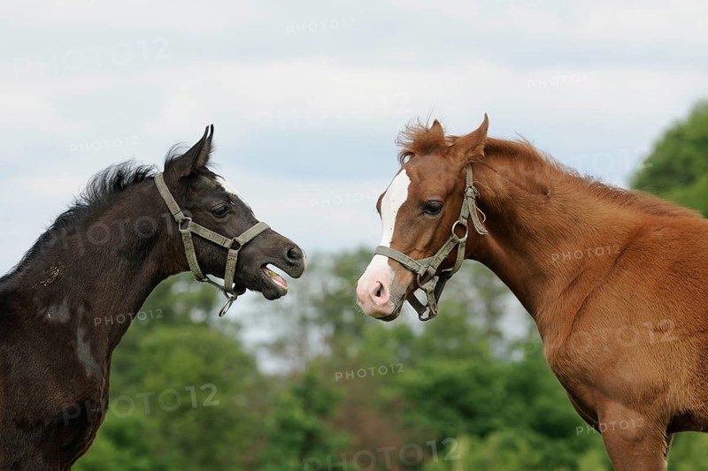 Arabian thoroughbred