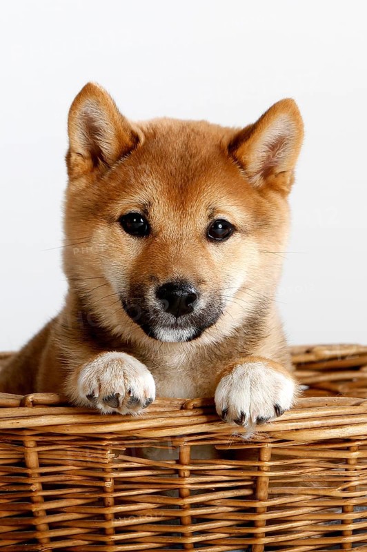 Shiba-Inu