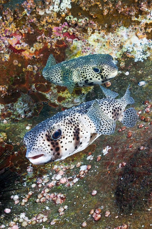 Common Porcupinefish
