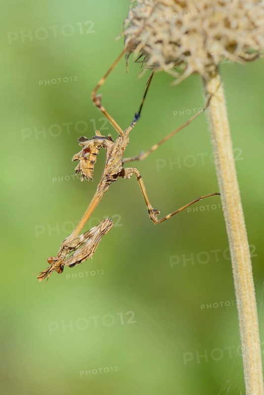 Crested grasshopper