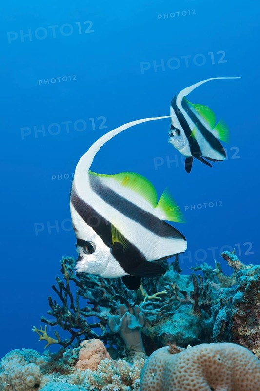 Pair of bannerfish