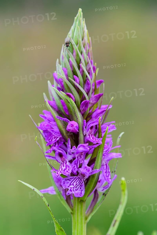 Southern marsh orchid