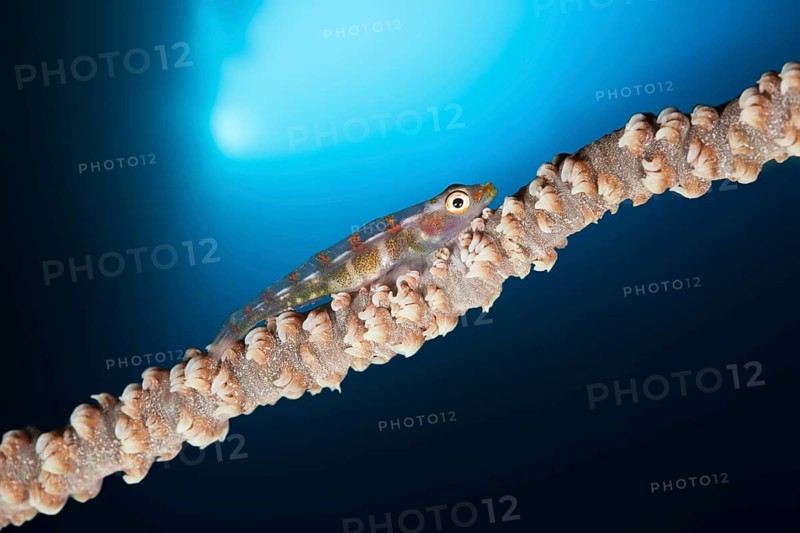 Whip coral dwarf goby