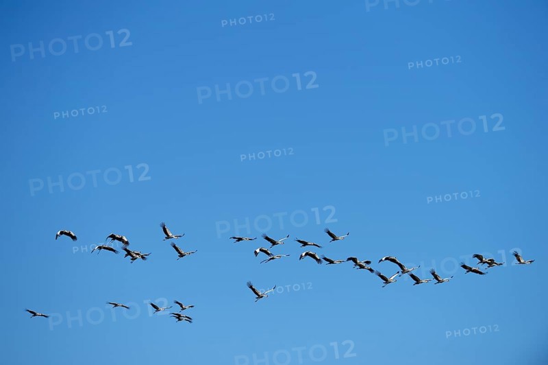 Black crowned cranes