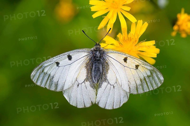 Male Black Apollo