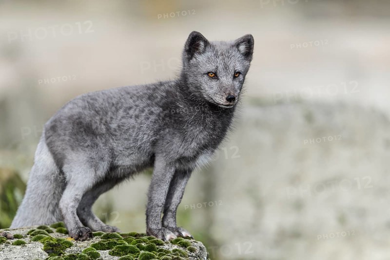 Arctic fox