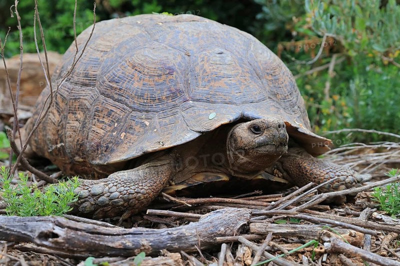 Angulate Tortoise