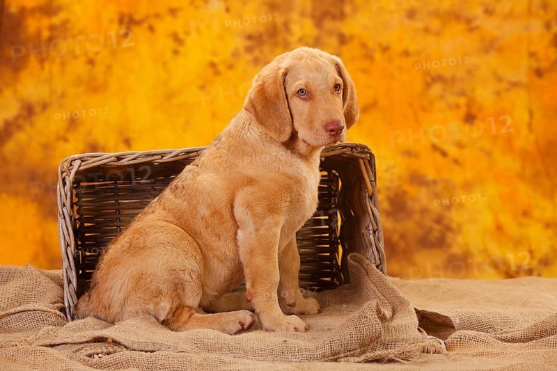 Chesapeake Bay Retriever