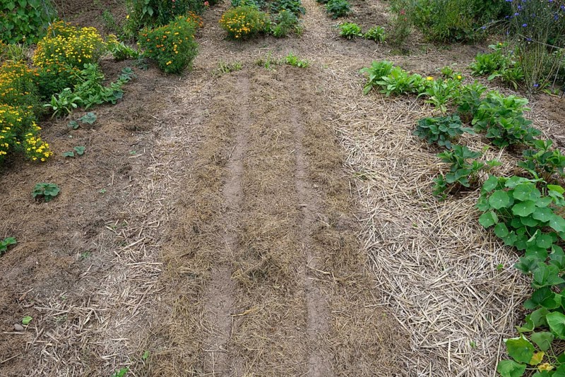 Organic garden mulched