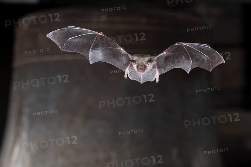 Greater mouse-eared bat