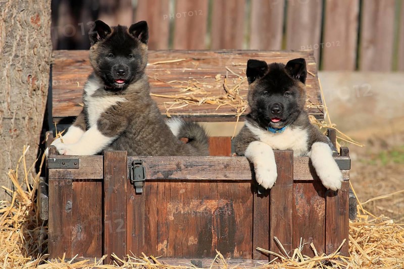 American Akita puppies