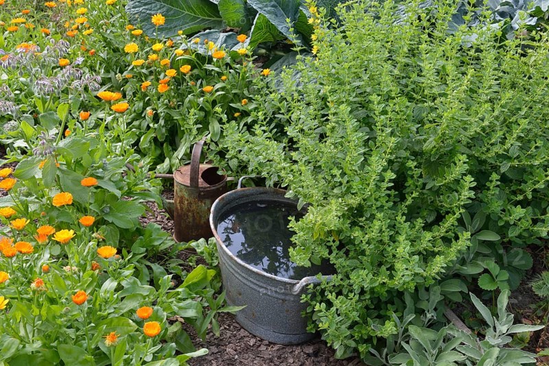 Production of stinging nettle liquid manure