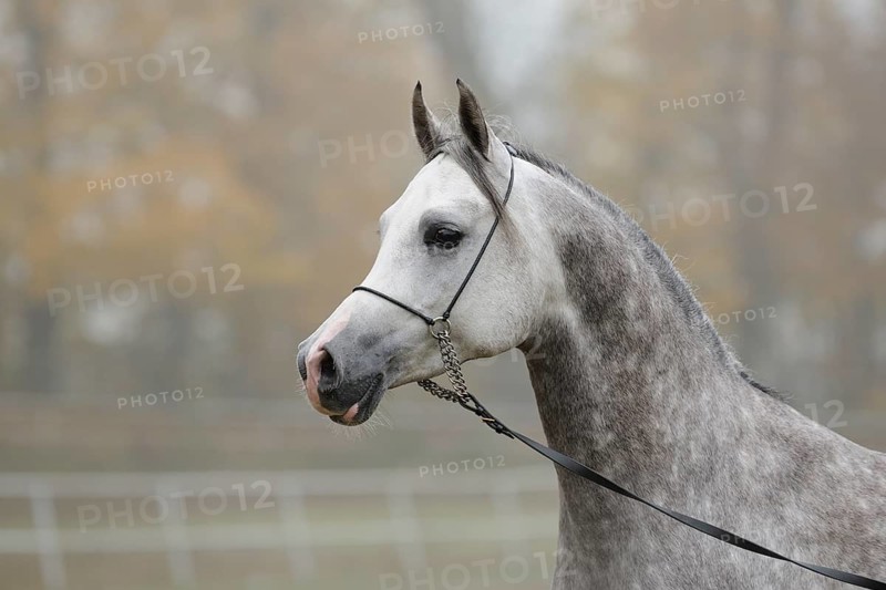 Arabian thoroughbred