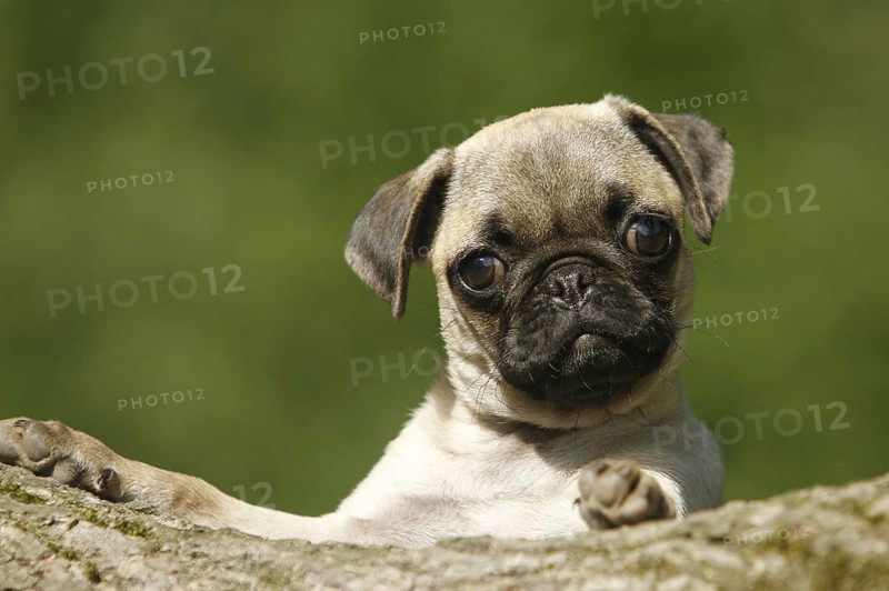 Pug