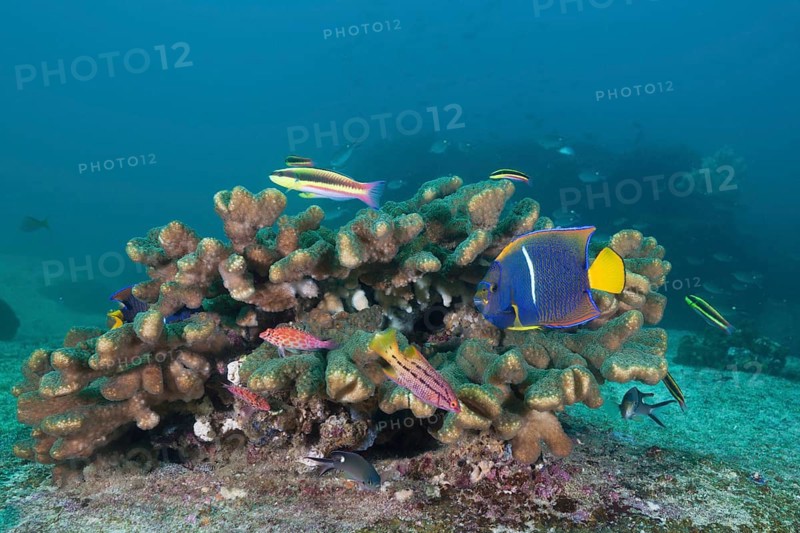 Various coral fishes