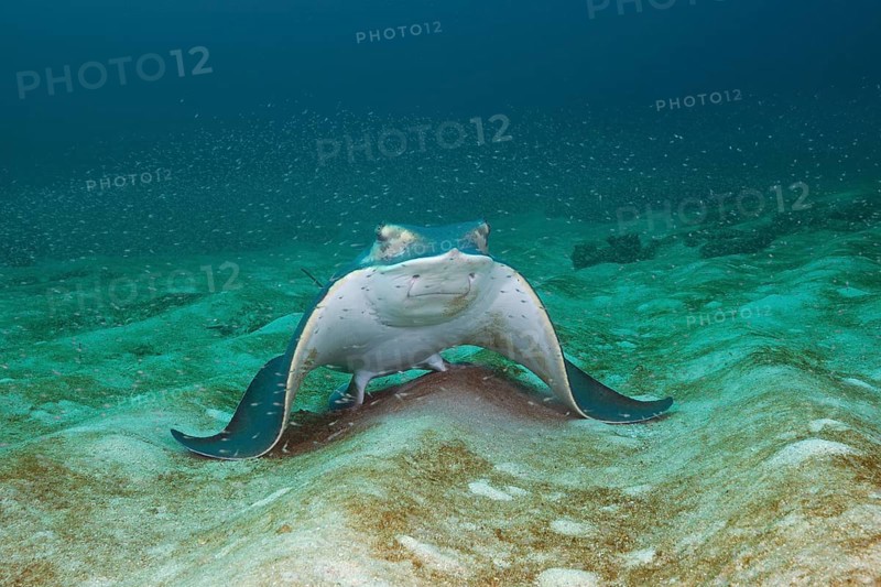 Bat ray