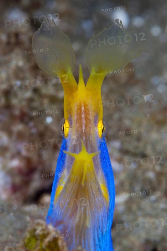 Ribbon eel
