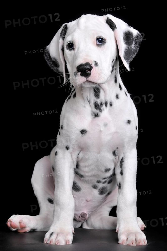 Dalmatian