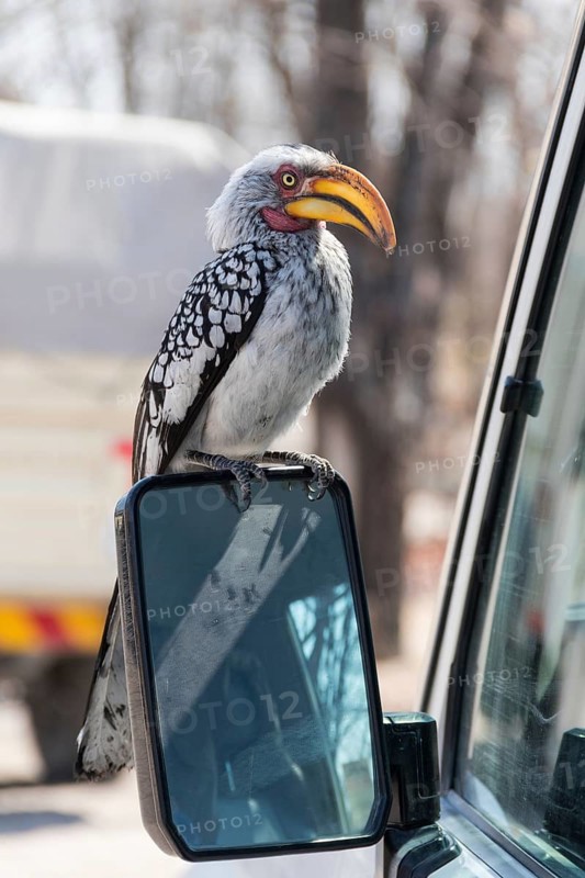Southern Yellow-billed Hornbill