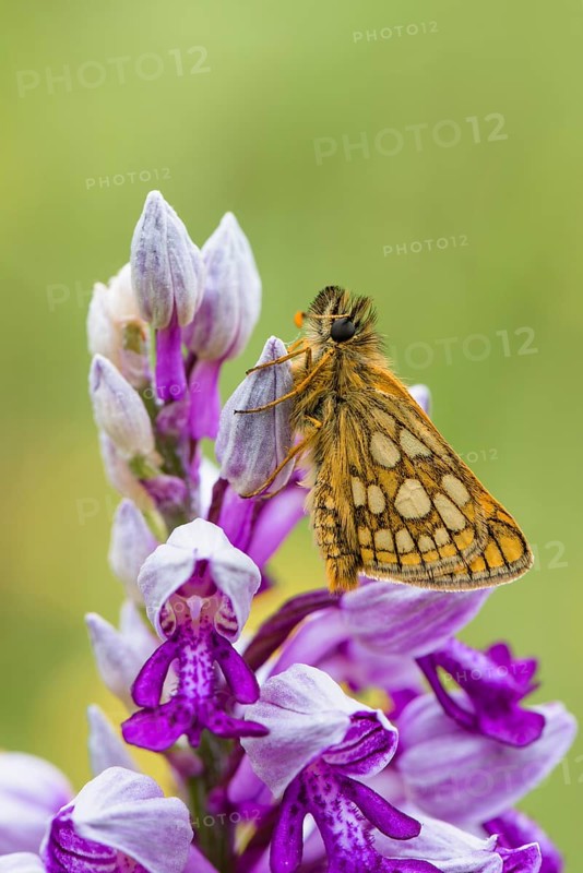 Chequered skipper