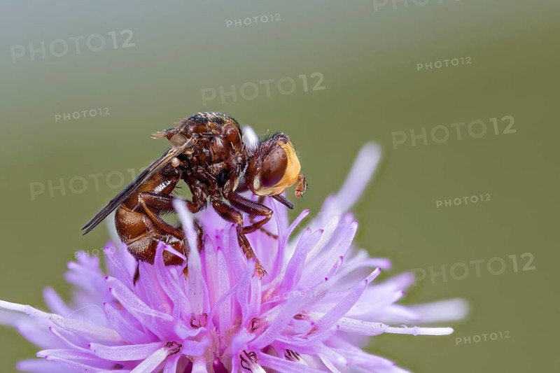 Sicus ferrugineus