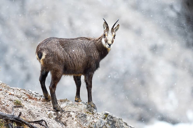 Chamois