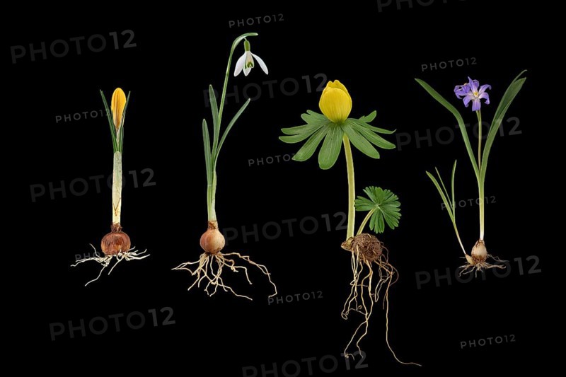 Early flowering plants: Crocus