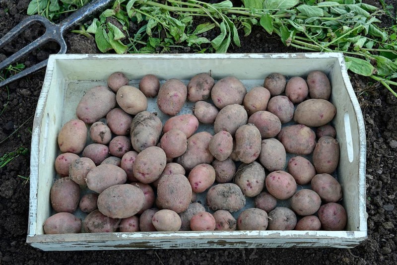 Potatoes