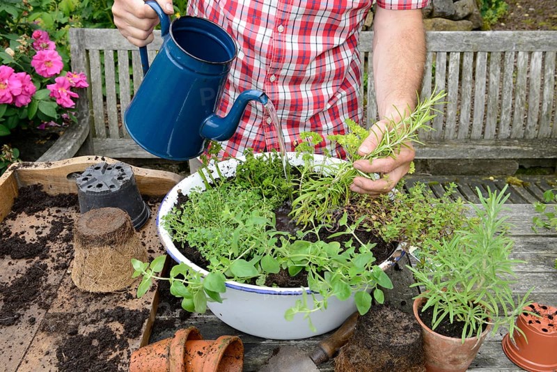 Planting of plant pots with herbs
