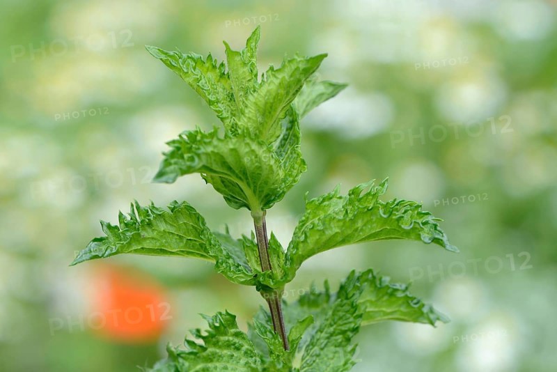 Nane Peppermint