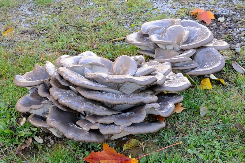 Oyster mushroom