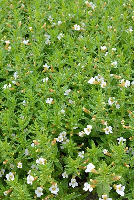 Common hedgehyssop