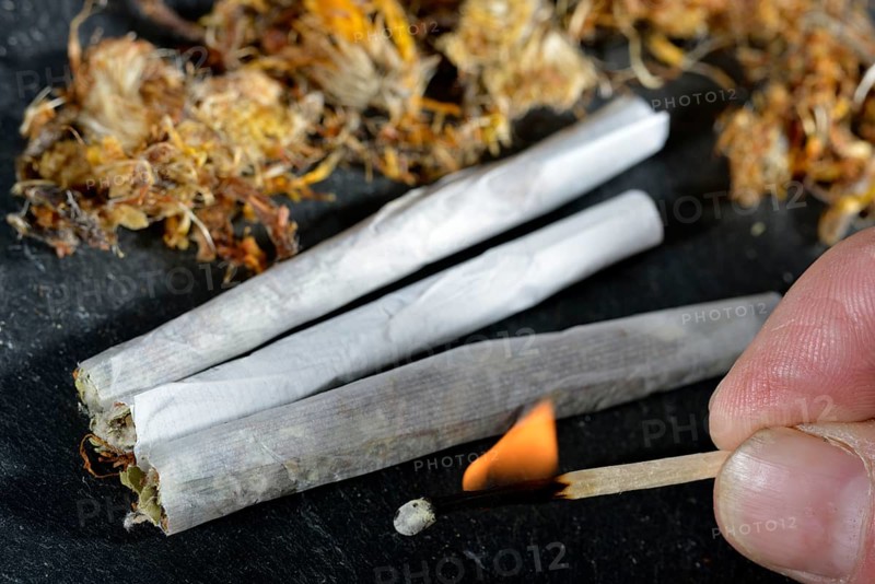 Coltsfoot-cigarettes
