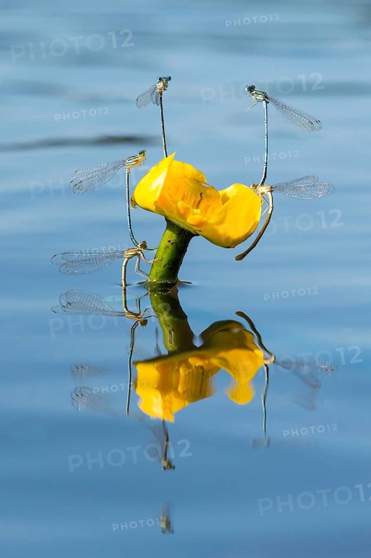 White-legged damselflies