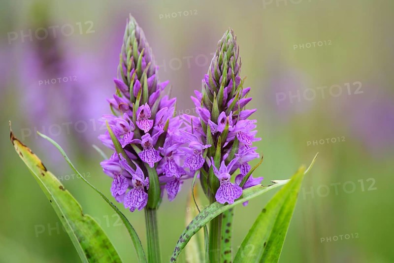 Southern marsh orchid