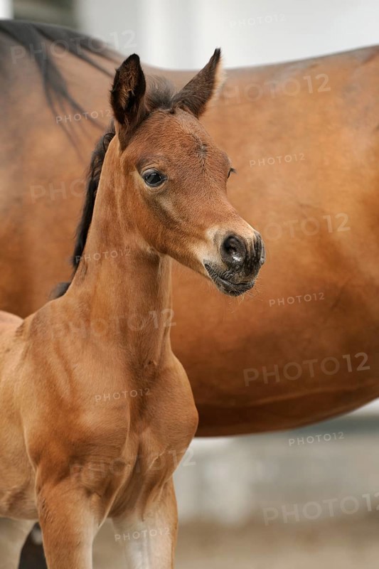 Arabian thoroughbred
